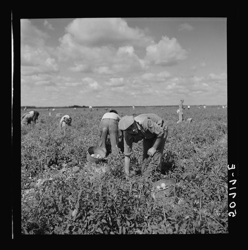 Untitled photo, possibly related to: Tomato pickers. Homestead, Florida
