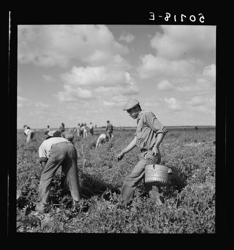 Untitled photo, possibly related to: Tomato pickers. Homestead, Florida