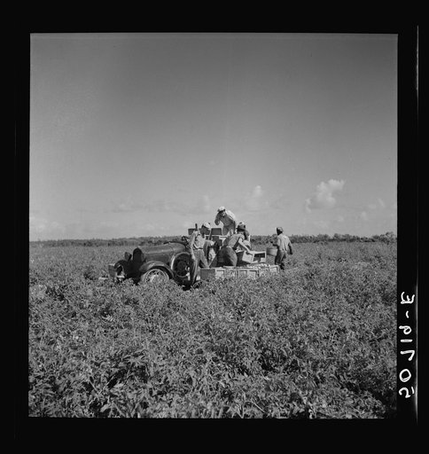 Untitled photo, possibly related to: Tomato pickers. Homestead, Florida