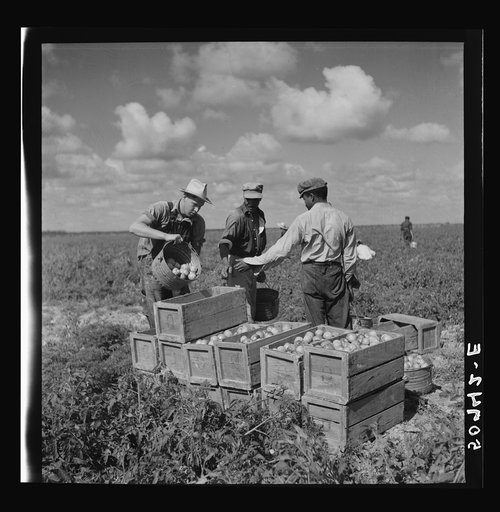Untitled photo, possibly related to: Tomato pickers. Homestead, Florida