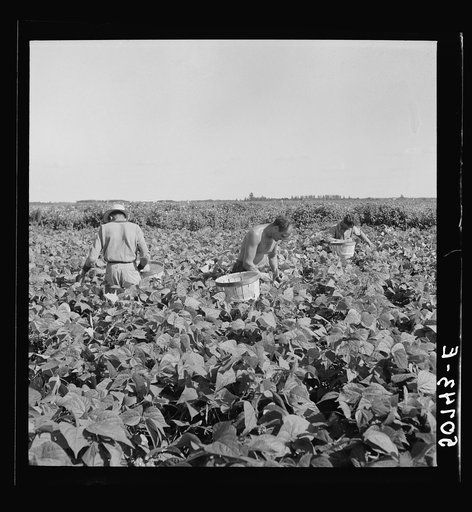 Picking beans near Homestead, Florida