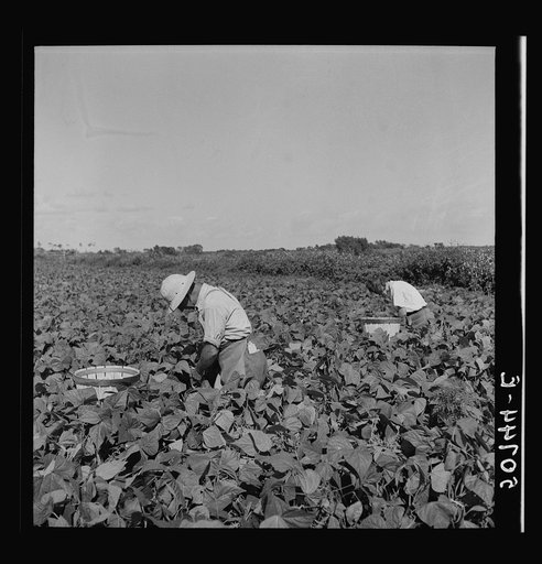 Migrant laborers from New Jersey picking beans near Homestead, Florida