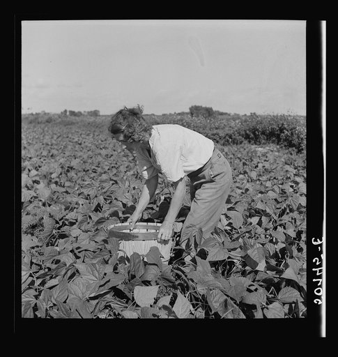 Woman from New Jersey picking beans. Homestead, Florida