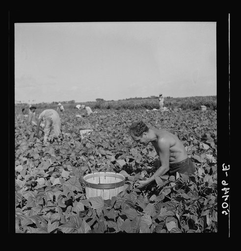 Migrant laborer from Ohio, picking beans. He said "This is some profession for a man isn't it? Freud and Adler should come around here and study living conditions and they'd have a lot more to say about the reasons for human beings' behavior. Four of us guys live in a palace in these Glades." Near H