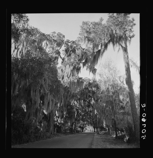 Untitled photo, possibly related to: Typical highway near Summerville, South Carolina, with heavy hanging Spanish moss