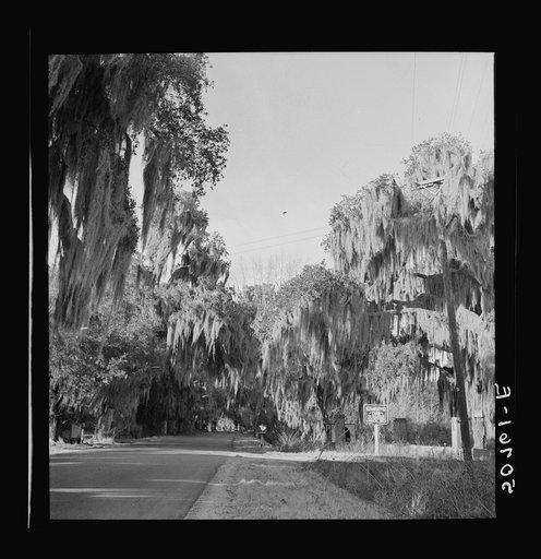 Untitled photo, possibly related to: Typical highway near Summerville, South Carolina, with heavy hanging Spanish moss