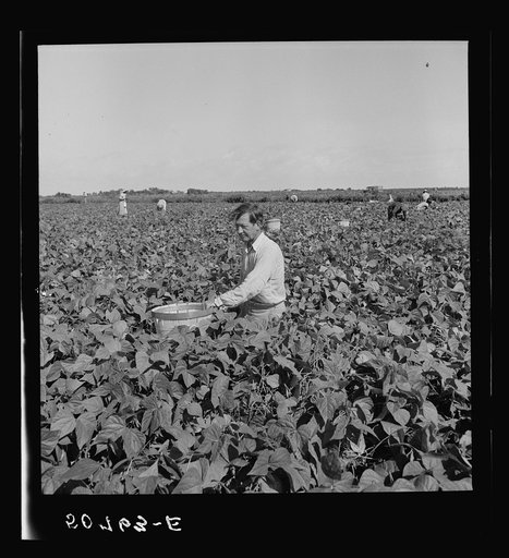 Untitled photo, possibly related to: Picking beans near Homestead, Florida