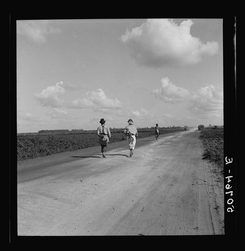 Belle Glade, Florida. Pea pickers