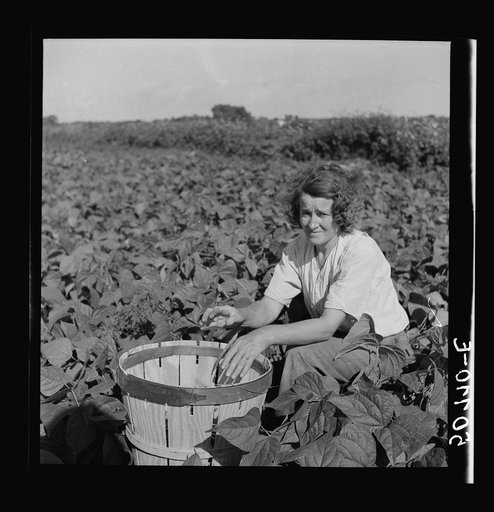 Woman from New Jersey picking beans. Homestead, Florida