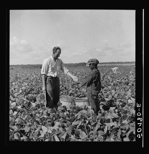 Nine year old Negro boy receiving twenty-cents for hamper of beans he picked for contract farmer. Homestead, Florida