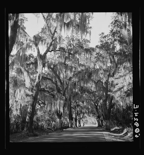 Untitled photo, possibly related to: Typical highway near Summerville, South Carolina, with heavy hanging Spanish moss