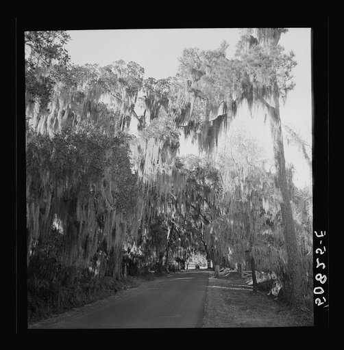 Untitled photo, possibly related to: Typical highway near Summerville, South Carolina, with heavy hanging Spanish moss