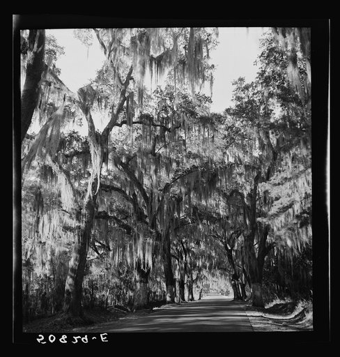 Untitled photo, possibly related to: Typical highway near Summerville, South Carolina, with heavy hanging Spanish moss