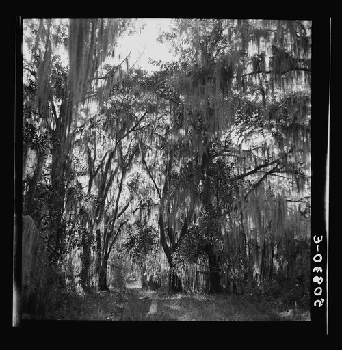 Untitled photo, possibly related to: Typical highway near Summerville, South Carolina, with heavy hanging Spanish moss