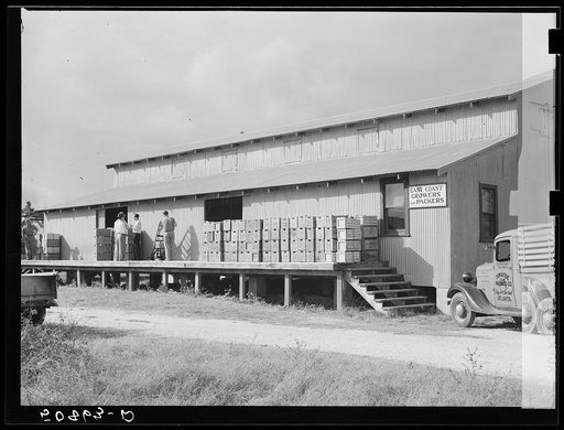 Tomato packinghouse. Homestead, Florida