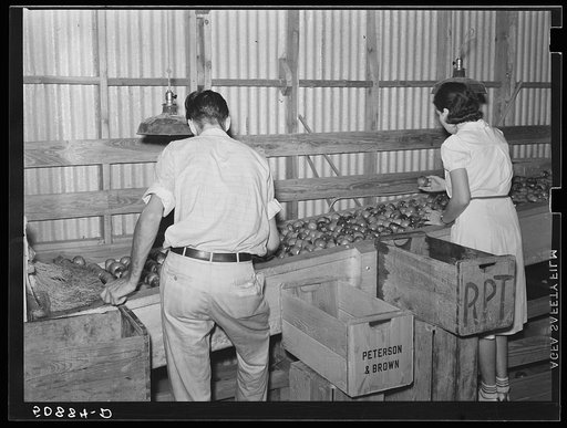 Migrant laborers washing and selecting tomatoes in the packinghouse. Homestead, Florida