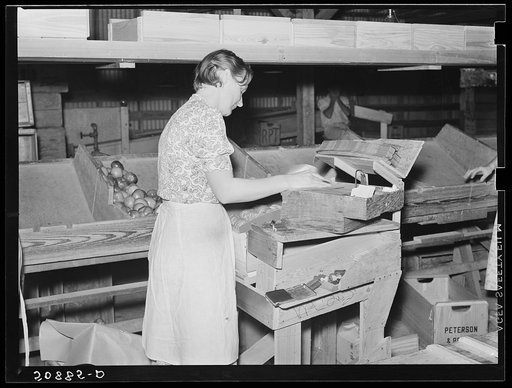 Wrapping and packing tomatoes in a Homestead packinghouse. Florida