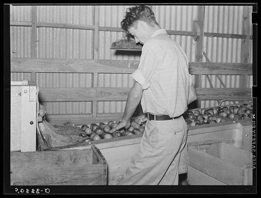 Migrant laborer washing and selecting tomatoes in the packinghouse. Homestead, Florida
