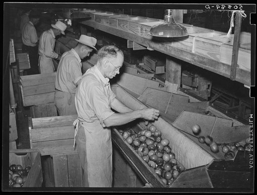 Migrant workers grading tomatoes in the packinghouse. Homestead, Florida
