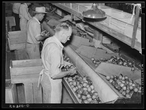 Untitled photo, possibly related to: Migrant workers grading tomatoes in the packinghouse. Homestead, Florida