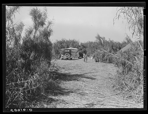Migrant packinghouse worker's shack or "lean-to" made of old rusty pieces of galvanized tin and burlap. It is beside a canal in the "muck" and "swamp" cane." No lights or furniture, no water, only that which they haul from the packing house. Twelve people from Tennessee live there. Belle Glade, Flor