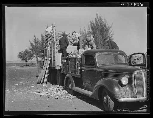 Truck farmer from North Carolina loading his cabbages. Belle Glade, Florida