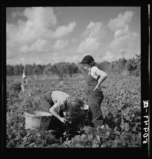 Untitled photo, possibly related to: Mother and daughter from Indiana, picking beans. Homestead, Florida