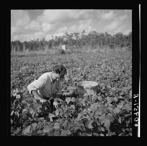Former barber from Indiana, picking beans in Homestead, Florida