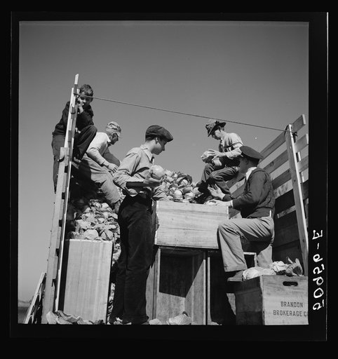 Untitled photo, possibly related to: Packing cabbages in truck to go to market, from small truck farm of man from North Carolina. Near Belle Glade, Florida