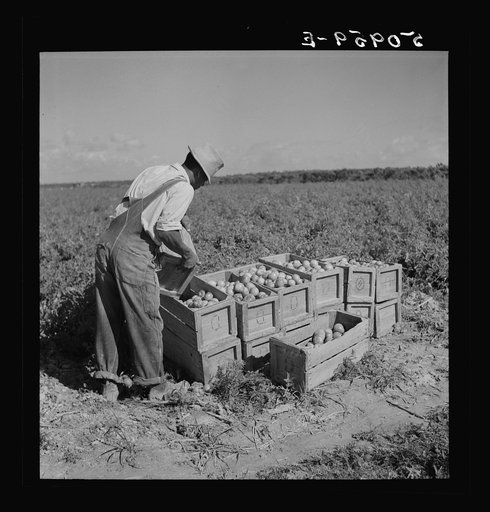 Untitled photo, possibly related to: Dumping newly-picked crates of tomatoes to be hauled away by truck. Homestead, Florida