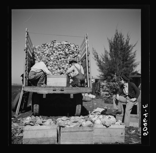 Pea pickers. Belle Glade, Florida