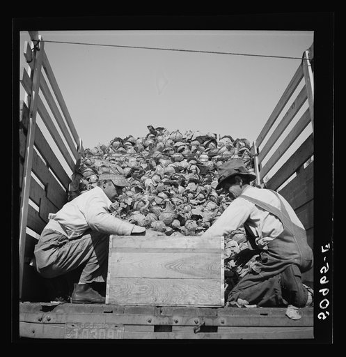 Packing cabbages in truck to go to market, from small truck farm of man from North Carolina. Near Belle Glade, Florida