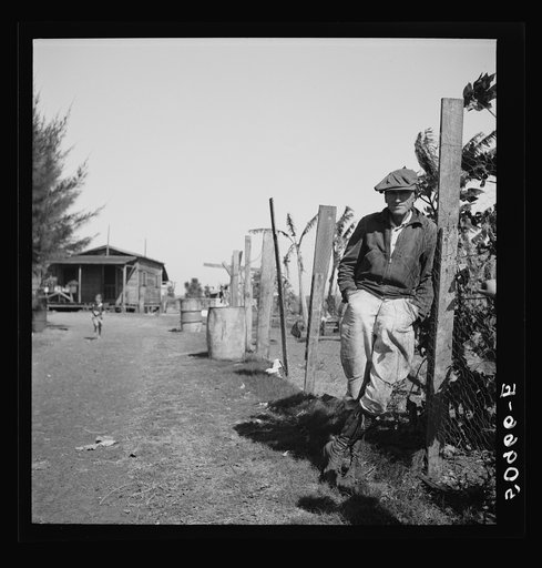 Untitled photo, possibly related to: Small truck farmer from North Carolina. His neck was broken and is in a brace. Near Belle Glade, Florida