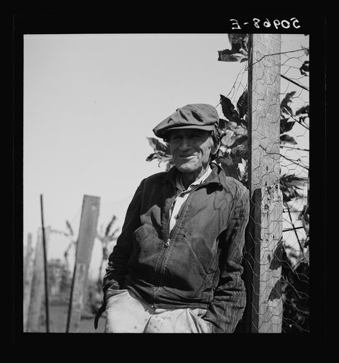 Small truck farmer from North Carolina. His neck was broken and is in a brace. Near Belle Glade, Florida
