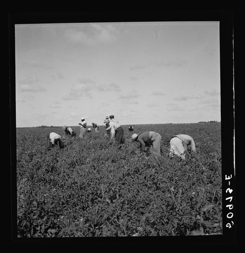 Untitled photo, possibly related to: Negroes picking tomatoes. Homestead, Florida