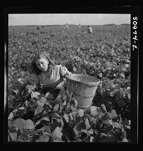 Untitled photo, possibly related to: Eleven year old child from Indiana. Said "I'm tired and my back hurts, but my mother keeps yellin at me because I'm so slow. We come down here in October, mostly because my father used to be a barber but didn't have any work and I needed the sun because I was und