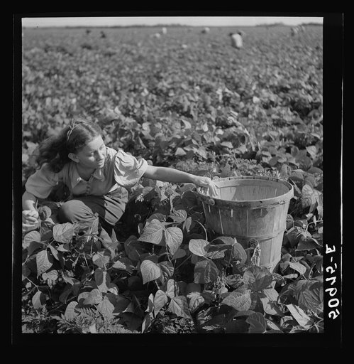 Untitled photo, possibly related to: Eleven year old child from Indiana. Said "I'm tired and my back hurts, but my mother keeps yellin at me because I'm so slow. We come down here in October, mostly because my father used to be a barber but didn't have any work and I needed the sun because I was und