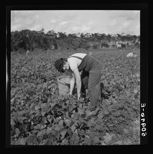 Untitled photo, possibly related to: Mother and daughter from Indiana, picking beans. Homestead, Florida
