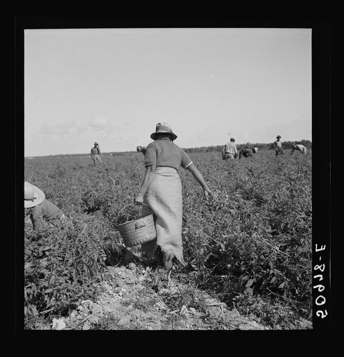 Negroes picking tomatoes. Homestead, Florida