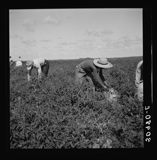 Negroes picking tomatoes. Homestead, Florida