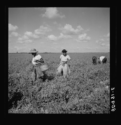 Untitled photo, possibly related to: Negroes picking tomatoes. Homestead, Florida