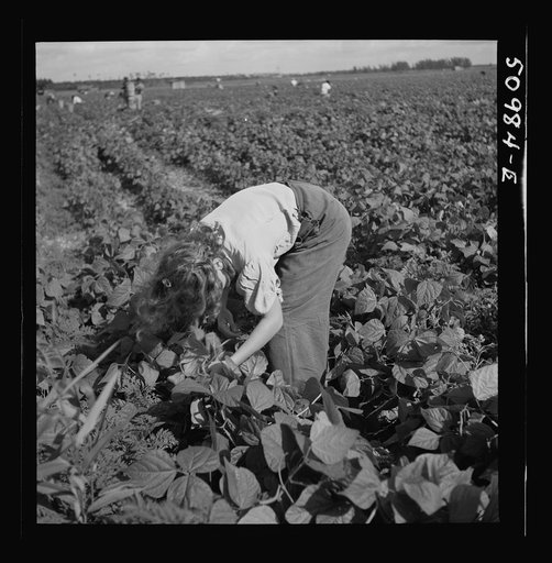 Untitled photo, possibly related to: Eleven year old child from Indiana. Said "I'm tired and my back hurts, but my mother keeps yellin at me because I'm so slow. We come down here in October, mostly because my father used to be a barber but didn't have any work and I needed the sun because I was und