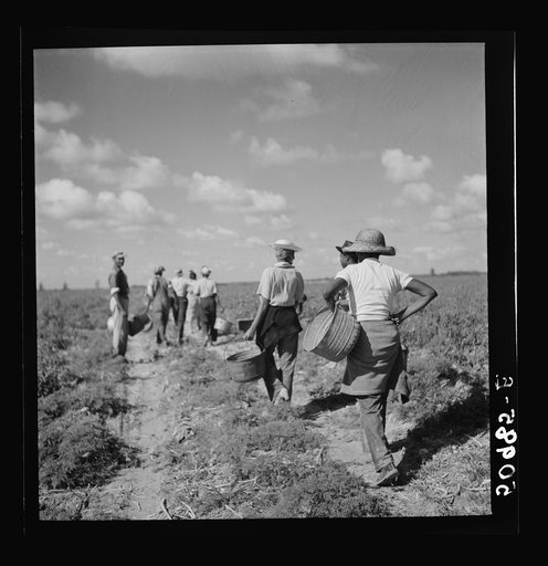 Untitled photo, possibly related to: Dumping newly-picked crates of tomatoes to be hauled away by truck. Homestead, Florida