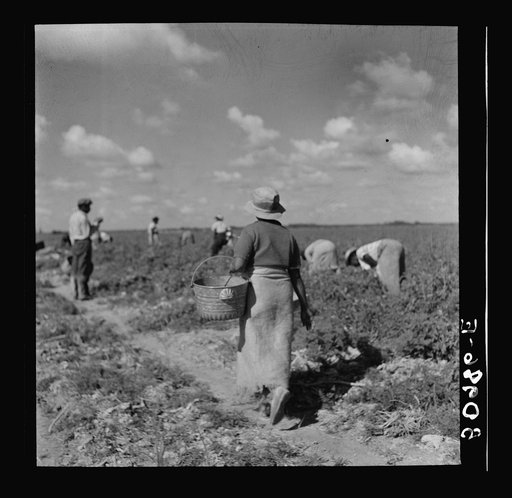 Untitled photo, possibly related to: Dumping newly-picked crates of tomatoes to be hauled away by truck. Homestead, Florida