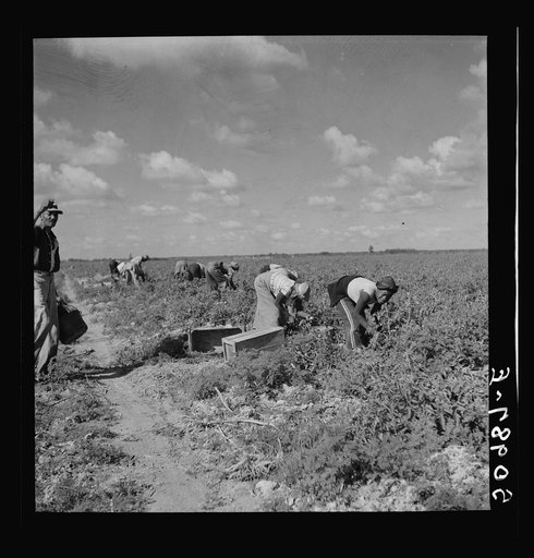 Untitled photo, possibly related to: Negroes picking tomatoes. Homestead, Florida