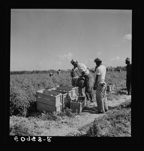 Dumping newly-picked crates of tomatoes to be hauled away by truck. Homestead, Florida