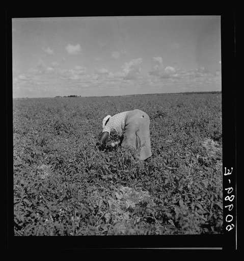 Untitled photo, possibly related to: Negroes picking tomatoes. Homestead, Florida
