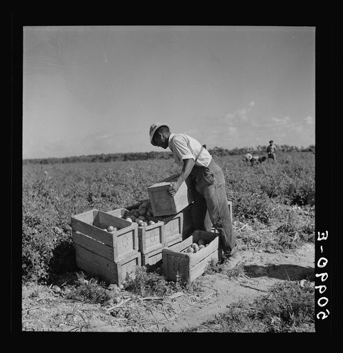 Dumping newly-picked crates of tomatoes to be hauled away by truck. Homestead, Florida