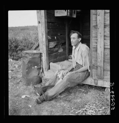 Untitled photo, possibly related to Former railroad man from Tennessee who was picking beans in Homestead, Florida