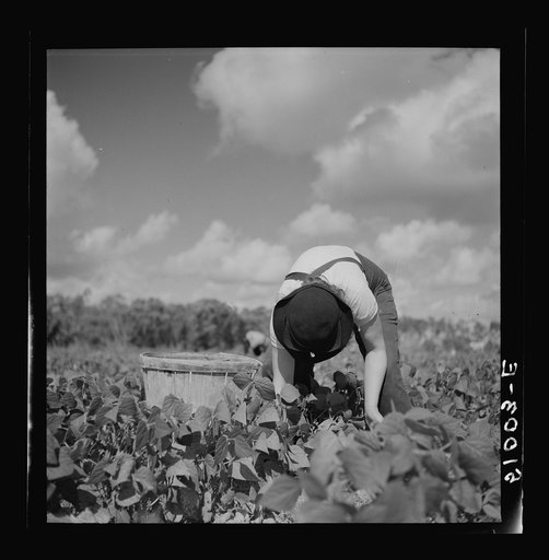Picking beans near Homestead, Florida